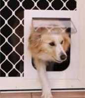 Medium Sized Petway Pet Door